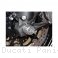 Front Fork Axle Sliders by Ducabike Ducati / Panigale V2 / 2024